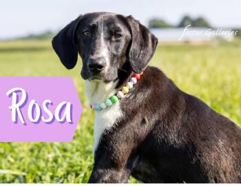 Plott Hound Dogs Available for Adoption - Rosa - Good With Cats! | PetCurious
