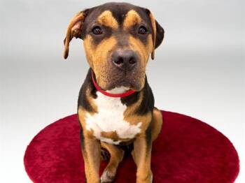 BARBIE -  American Bulldog and Rottweiler Dog for Adoption in Fort Lauderdale, Florida - BARBIE | PetCurious