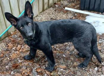German Shepherd Dog Dogs Available for Adoption in New Palestine, Indiana - Zach | PetCurious