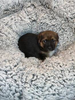 Belgian Shepherd Malinois Dogs Available for Adoption in Jurupa Valley, California - Tomato  | PetCurious