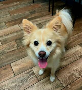 Rescue Pomeranian Dogs for Adoption in Hillsborough, North Carolina - Sunny | PetCurious