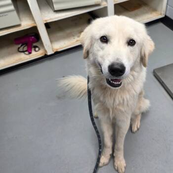 Rescue Great Pyrenees Dogs for Adoption in Duncan, Oklahoma - Georgia | PetCurious