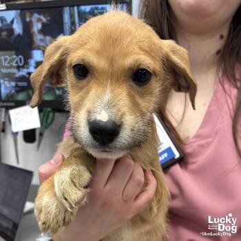 Labrador Retriever and Terrier Dogs Available for Adoption - Matthews | PetCurious