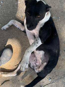 Rescue Pit Bull Terrier Dogs for Adoption in Holly Springs, Mississippi - Frida | PetCurious