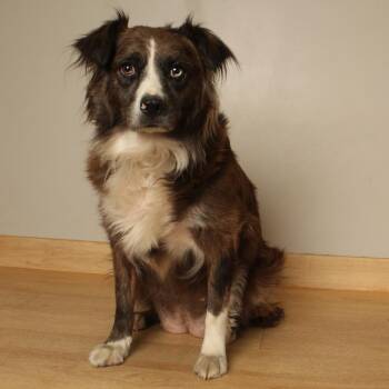 Paxie D70654 -  Australian Shepherd and None Dog for Adoption in Minnetonka, Minnesota - Paxie D70654 | PetCurious