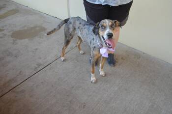 Catahoula Leopard Dog Dogs Available for Adoption in Mckinney, Texas - Socks | PetCurious