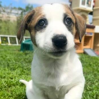 Border Collie and Australian Cattle Dog Blue Heeler Dogs Available for Adoption in Ottawa Hills, Ohio - Isabell | PetCurious