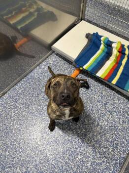 Kona -  Pit Bull Terrier Dog for Adoption in Maumelle, Arkansas - Kona | PetCurious