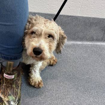 Shih Tzu and Mixed Breed Dogs Available for Adoption in Fredericksburg, Virginia - Matt Cardona | PetCurious