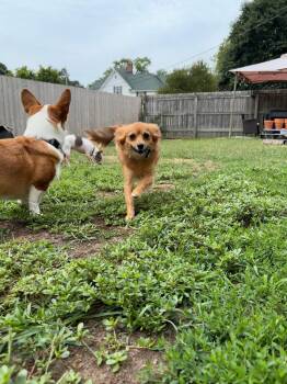 Milli Bobbi Brown -  Pomeranian and Papillon Dog for Adoption in Utica, Michigan - Milli Bobbi Brown | PetCurious