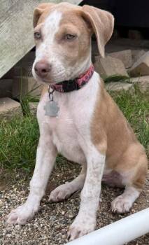 CEDAR -  Catahoula Leopard Dog and Retriever Dog for Adoption in Lincoln, Nebraska - CEDAR | PetCurious