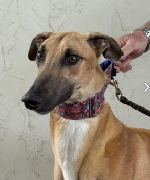 Hulk -  Greyhound Dog Available for Adoption in Coon Rapids, Minnesota - Hulk | PetCurious