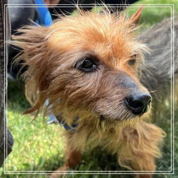 Roger -  Mixed Breed Dog for Adoption in Pittsburgh, Pennsylvania - Roger | PetCurious
