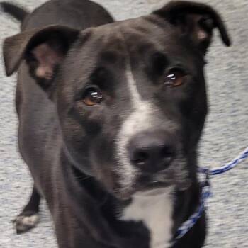 Rescue American Staffordshire Terrier and Retriever Dogs for Adoption in Greenville, South Carolina - Harley | PetCurious