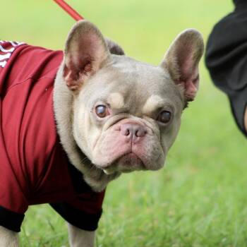 Stevie Wonder -  French Bulldog Dog for Adoption in Columbia, South Carolina - Stevie Wonder | PetCurious