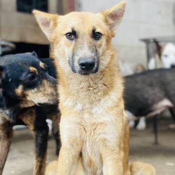 German Shepherd Dog Dogs Available for Adoption - Tulip Tuletta PC | PetCurious