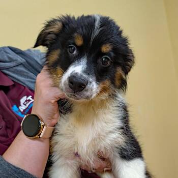 Bowie -  Australian Shepherd and Pomsky Dog for Adoption in Accident, Maryland - Bowie | PetCurious
