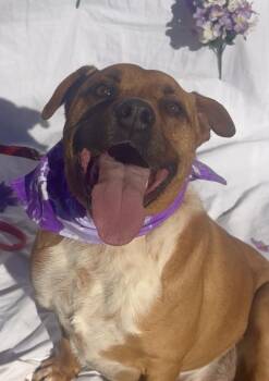 Clancy -  Australian Cattle Dog Blue Heeler Dog for Adoption in Payson, Arizona - Clancy | PetCurious