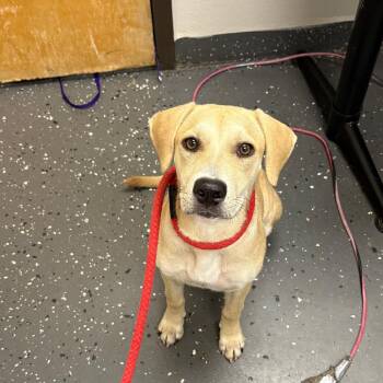 Appleseed -  Mixed Breed Dog for Adoption in Columbiana, Alabama - Appleseed | PetCurious