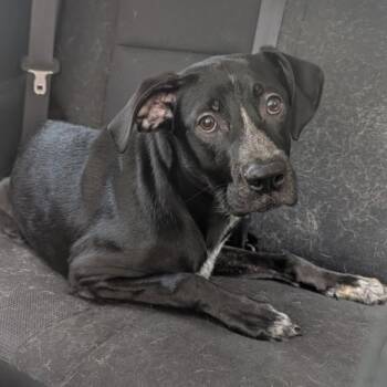 K.J -  Boxer and Pit Bull Terrier Dog for Adoption in Melrose, Florida - K.J | PetCurious