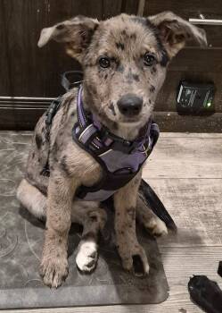 Antoinette -  Catahoula Leopard Dog and Shepherd Dog for Adoption in Madison, Wisconsin - Antoinette | PetCurious