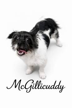 Mixed Breed Dogs Available for Adoption - McGillicuddy  | PetCurious