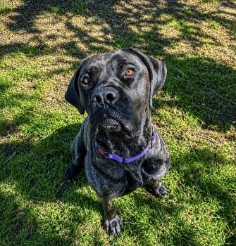 Sequoia -  Cane Corso Dog for Adoption in Austintown, Ohio - Sequoia | PetCurious