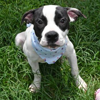 Bae Watch -  Pit Bull Terrier Dog for Adoption in Beaumont, Texas - Bae Watch | PetCurious