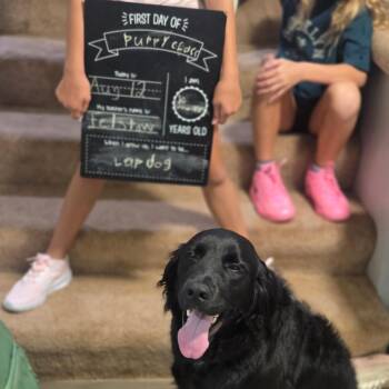Louie -  Golden Retriever and Mixed Breed Dog for Adoption in Omaha, Nebraska - Louie | PetCurious