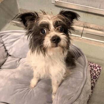 Ariel -  Mixed Breed Dog for Adoption in Houston, Texas - Ariel | PetCurious