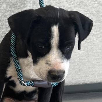 107812 -  Mixed Breed Dog for Adoption in Las Cruces, New Mexico - 107812 | PetCurious