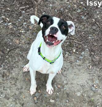 Issy -  Boxer Dog for Adoption in Little Rock, Arkansas - Issy | PetCurious