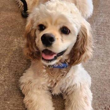 Cocker Spaniel Dogs Available for Adoption in Parker, Colorado - Enzo C 26040 | PetCurious