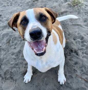 Rescue Hound and Mixed Breed Dogs for Adoption in Savannah, Georgia - Rebel | PetCurious