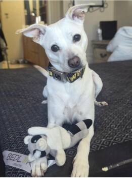 Cleo -  Chihuahua and Pit Bull Terrier Dog for Adoption in Anthem, Arizona - Cleo | PetCurious