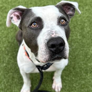 Rescue Pit Bull Terrier Dogs for Adoption in Greensboro, North Carolina - Joe | PetCurious