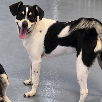 Jill -  Rat Terrier and Mixed Breed Dog for Adoption in Pelham, New Hampshire - Jill | PetCurious
