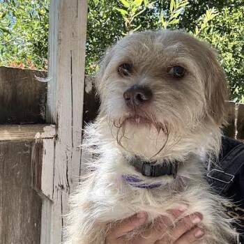 Oscar -  Terrier Dog for Adoption in Sonoma, California - Oscar | PetCurious