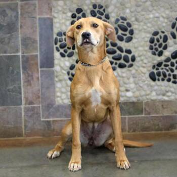 Hound Dogs Available for Adoption - Zelda | PetCurious