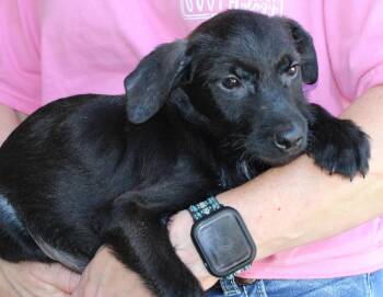 Dean 44381 -  Terrier Dog for Adoption in Prattville, Alabama - Dean 44381 | PetCurious