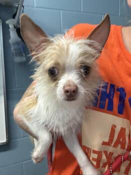 Pop -  Chihuahua Dog for Adoption in Evansville, Indiana - Pop | PetCurious