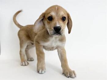 Labrador Retriever Dogs Available for Adoption - JIVE JAMBOREE | PetCurious
