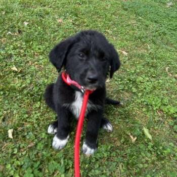 Shepherd and Mixed Breed Dogs Available for Adoption in Raleigh, North Carolina - Bronco | PetCurious