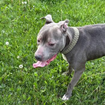 Meech -  American Bully Dog for Adoption in Crookston, Minnesota - Meech | PetCurious