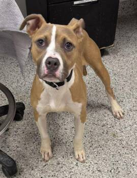 Skater Sue -  Pit Bull Terrier and Mixed Breed Dog for Adoption in Kansas City, Missouri - Skater Sue | PetCurious