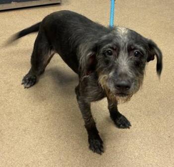 Borlotti -  Mixed Breed Dog for Adoption in Chamblee, Georgia - Borlotti | PetCurious