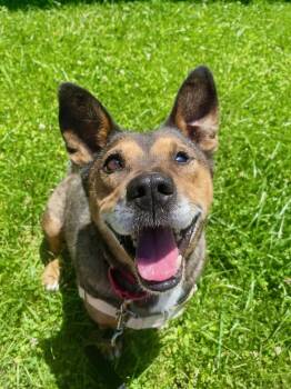 Mr. Brown -  Feist Dog for Adoption in Moundsville, West Virginia - Mr. Brown | PetCurious