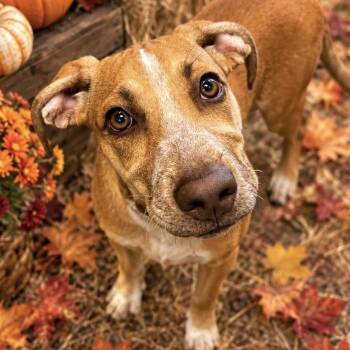 Pixar -  Mixed Breed Dog for Adoption in Hinesville, Georgia - Pixar | PetCurious