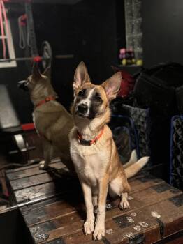 Rescue German Shepherd Dog and Belgian Shepherd Malinois Dogs for Adoption in Hermitage, Pennsylvania - Lizzie | PetCurious