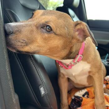 Caramel -  Black Mouth Cur and Labrador Retriever Dog for Adoption in South Houston, Texas - Caramel | PetCurious